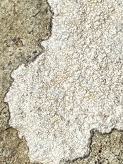 Pertusaria plittiana