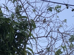 Glaucidium