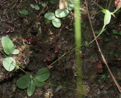 Pterostylis depauperata