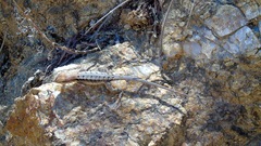 Sceloporus siniferus