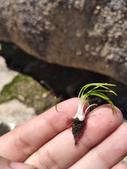 Isoetes orcuttii
