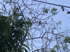 Glaucidium
