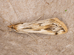 Loxostege oberthuralis