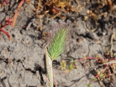 Hordeum marinum