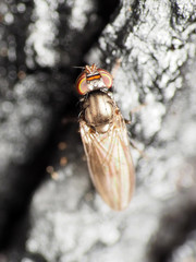 Aulacigaster mcalpinei