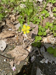 Potentilla hebiichigo