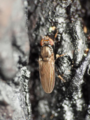 Aulacigaster mcalpinei