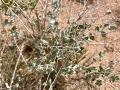 Brickellia incana
