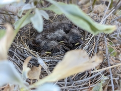 Amphispiza bilineata