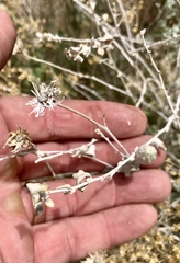 Brickellia incana