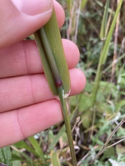 Phalaris californica