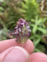 Phalaris californica