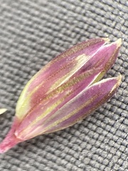 Phalaris californica