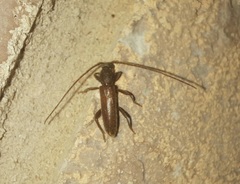 Geropa concolor