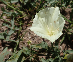 Calystegia peirsonii