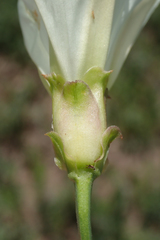 Calystegia peirsonii