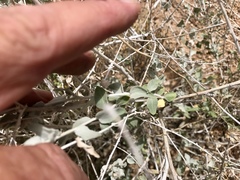 Brickellia incana
