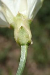Calystegia peirsonii