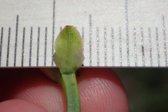 Calystegia peirsonii