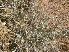 Brickellia incana