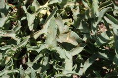 Calystegia peirsonii