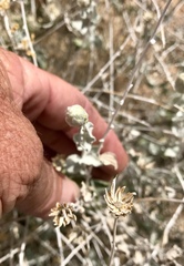 Brickellia incana
