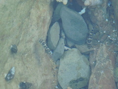 Abudefduf concolor