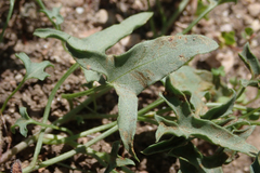 Calystegia peirsonii