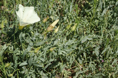 Calystegia peirsonii