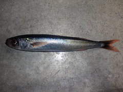 Emmelichthys nitidus