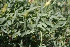 Calystegia peirsonii