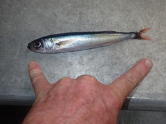 Emmelichthys nitidus