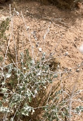 Brickellia incana