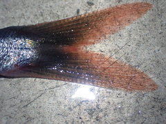 Emmelichthys nitidus