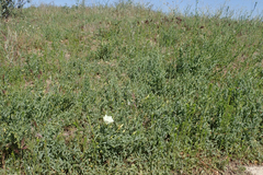 Calystegia peirsonii