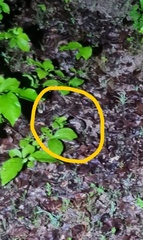 Bothrops erythromelas