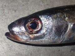 Emmelichthys nitidus