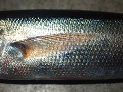 Emmelichthys nitidus