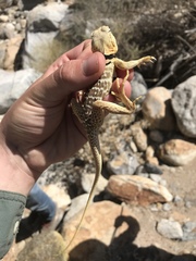 Crotaphytus vestigium