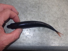 Emmelichthys nitidus