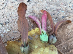 Dipterocarpus tuberculatus