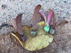 Dipterocarpus tuberculatus