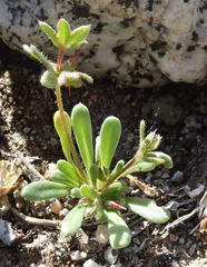 Dodecahema leptoceras