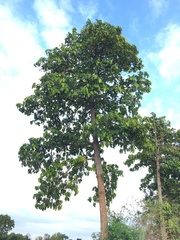 Dipterocarpus tuberculatus