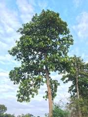 Dipterocarpus tuberculatus