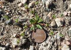 Dodecahema leptoceras