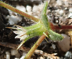 Dodecahema leptoceras