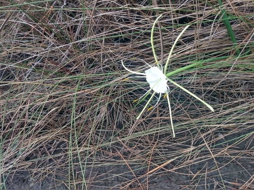 Image of Hymenocallis palmeri by no rights reserved
