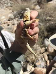 Crotaphytus vestigium