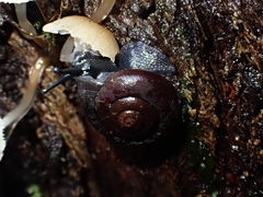 Ramogenia challengeri